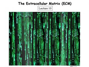 The Extracellular Matrix ECM Lecture 10 The Extracellular