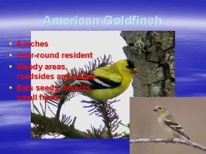 American Goldfinch 5 inches Yearround resident Weedy areas