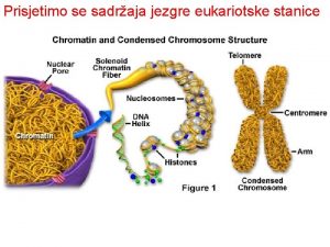 Prisjetimo se sadraja jezgre eukariotske stanice DNA stanice