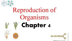 Reproduction of Organisms Chapter 4 Sexual Reproduction and