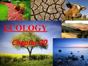 ECOLOGY Chapter 20 WHAT IS ECOLOGY Ecology the