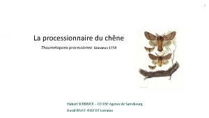 1 La processionnaire du chne Thaumetopoea processionea Linnaeus