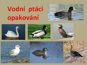 Vodn ptci opakovn Dopl chybjc slova D napi