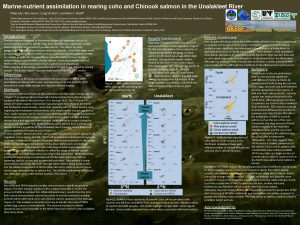 Marinenutrient assimilation in rearing coho and Chinook salmon