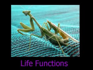 Life Functions Life Functions Transport n how organisms
