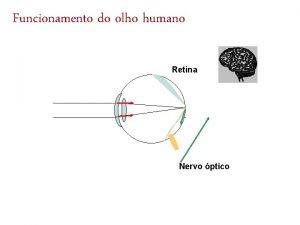 Funcionamento do olho humano Retina Nervo ptico Olho