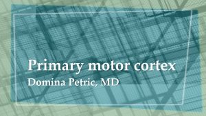 Primary motor cortex Domina Petric MD Upper motor