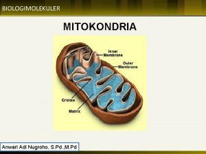 BIOLOGIMOLEKULER Click to edit Master title style MITOKONDRIA