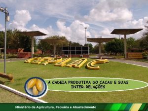 A CADEIA PRODUTIVA DO CACAU E SUAS INTERRELAES