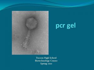 pcr gel Tucson High School Biotechnology Course Spring