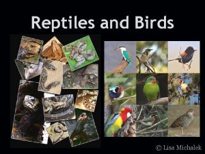 Reptiles and Birds Lisa Michalek Characteristics of Reptiles