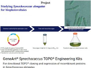 Project Studying Synechococcus elongatus for biophotovoltaics Project Studying