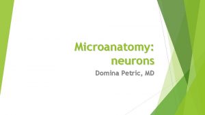 Microanatomy neurons Domina Petric MD Cell types in