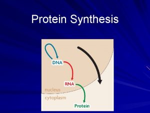 Protein Synthesis RNA carries DNAs instructions Information flows