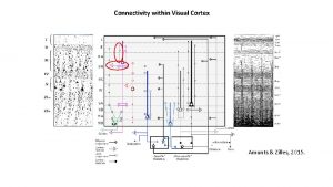 Connectivity within Visual Cortex Amunts Zilles 2015 REFERENCES