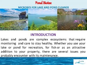 Pond Biotex MICROBES FOR LAKE AND POND CLEANER