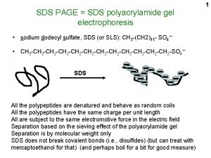 SDS PAGE SDS polyacrylamide gel electrophoresis sodium dodecyl
