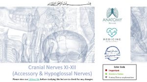 Cranial Nerves XIXII Accessory Hypoglossal Nerves Please view