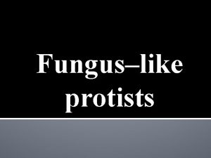 Funguslike protists What are Fungi Mushrooms molds and