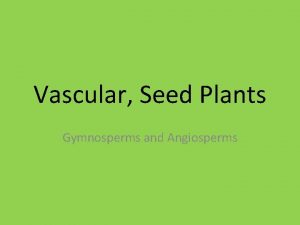 Vascular Seed Plants Gymnosperms and Angiosperms Seed Plants