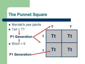 The Punnet Square l l Mendels pea plants