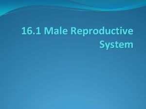 16 1 Male Reproductive System Male Reproductive System