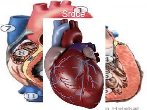 Srdce Srdce Dut sval tvoen srden svalovinou Neovldme
