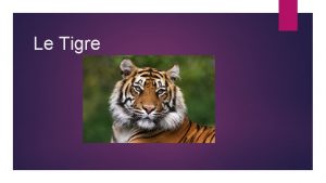 Le Tigre Non scientifique panthera tigris Classification mammifre
