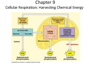 Chapter 9 Cellular Respiration Harvesting Chemical Energy Energy