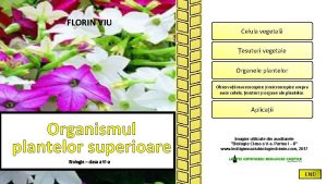 FLORIN VIU Celula vegetal esuturi vegetale Organele plantelor