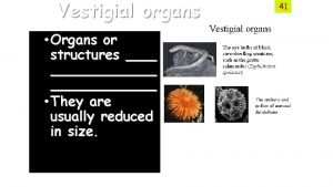 Vestigial organs Organs or structures They are usually