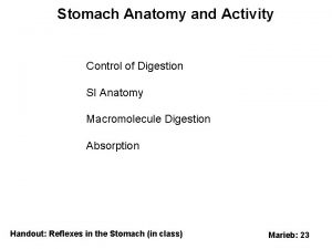 Stomach Anatomy and Activity Control of Digestion SI