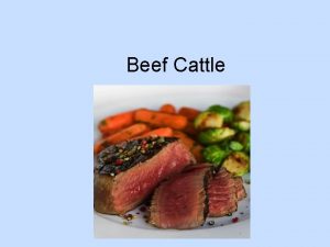 Beef Cattle Cattle History People started keeping cattle