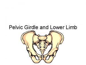 Pelvic Girdle and Lower Limb Pelvic Girdle Consist