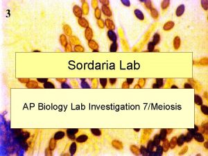 Sordaria Lab AP Biology Lab Investigation 7Meiosis Sordaria