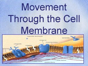 Movement Through the Cell Membrane Cell Membrane The