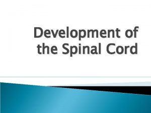 Development of the Spinal Cord Neurulation The process