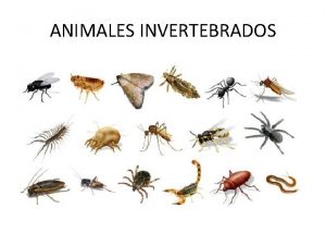 ANIMALES INVERTEBRADOS INVERTEBRADO Carece de columna vertebral Simetra