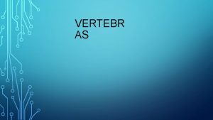 VERTEBR AS En general las vrtebras siguen un