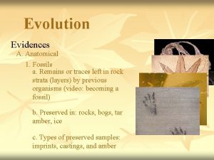 Evolution Evidences A Anatomical 1 Fossils a Remains