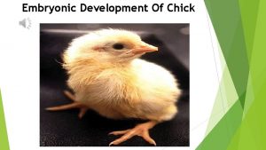 Embryonic Development Of Chick Egg Telolecithal Cleavage meroblastic