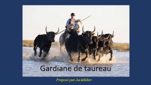 Gardiane de taureau Propos par Jackdidier Rgion Naturelle