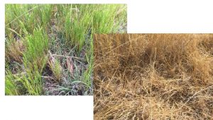 2016 Forage Production 500 lbsac Forage Production in