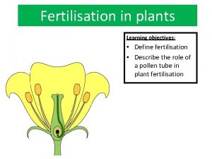 Fertilisation in plants Learning objectives Define fertilisation Describe