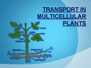 TRANSPORT IN MULTICELLULAR PLANTS Translocation is the transport