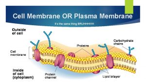 Cell Membrane OR Plasma Membrane Its the same