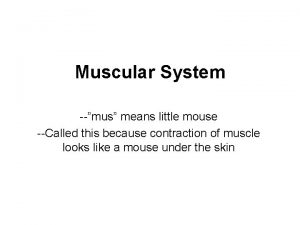Muscular System mus means little mouse Called this