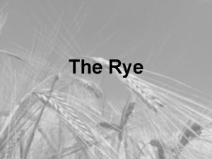 The Rye What is this The rye is