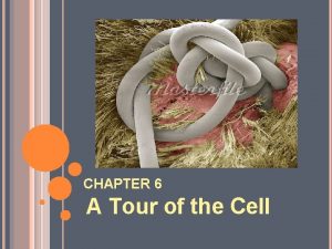 CHAPTER 6 A Tour of the Cell CELL