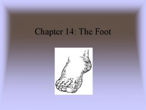 Chapter 14 The Foot Anatomy of the Foot